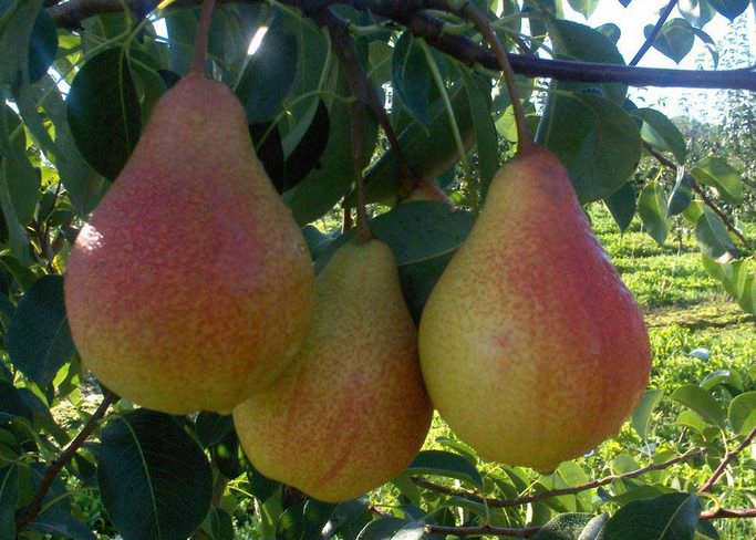 Груша «Нежность» обладает отличной устойчивостью к поражению плодовых насаждений паршой