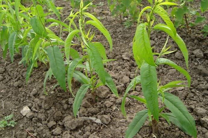 В средней полосе России посадку и пересаживание растений рекомендуется осуществлять в весенний период