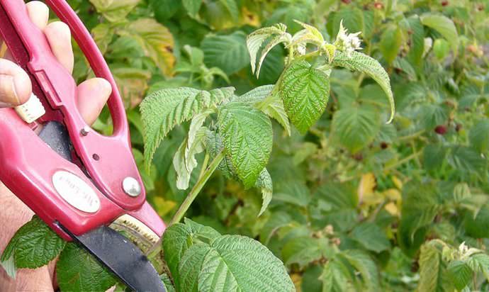 Основные процедуры по уходу за малиной сорта «Красная гвардия» состоят в периодическом осуществлении мероприятий по прореживанию кустов и их подрезке