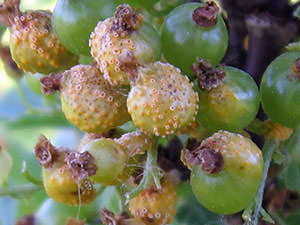 Обработка смородины весной от болезней и вредителей является одним из наиболее важных агротехнических приемов