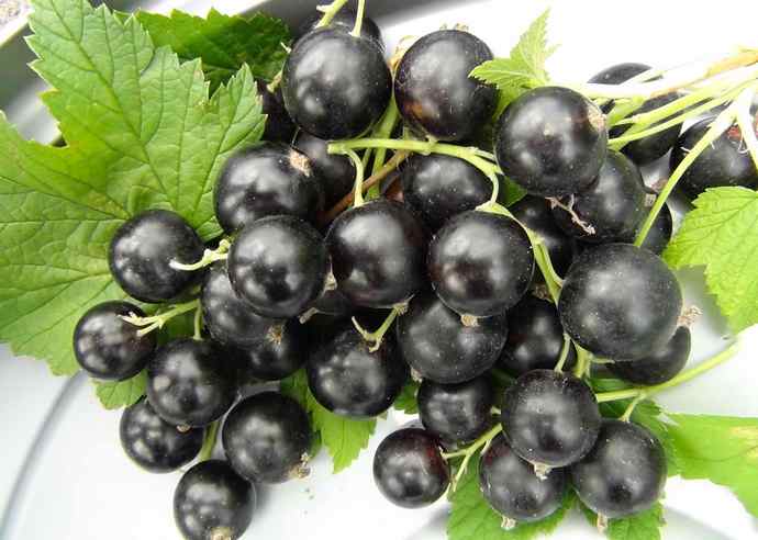 Смородина Багира настоящий кладезь витаминов