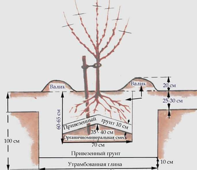 Абрикос нуждается в посадке на возвышенном и хорошо освещенном участке