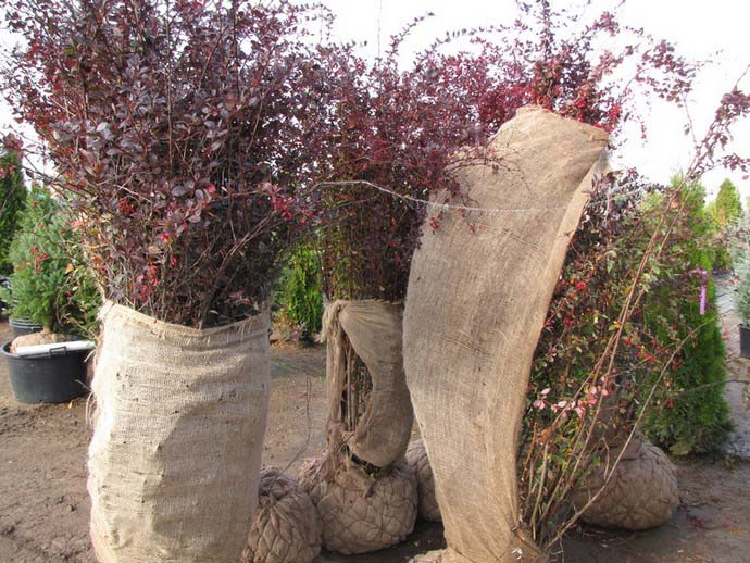Посадка Berberis ottawensis осуществляется саженцами