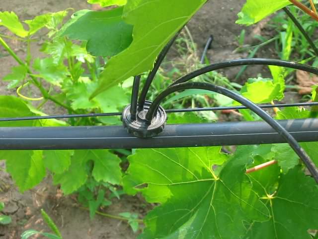 Необходимо помнить и специфику полива: нельзя лить воду под сам куст