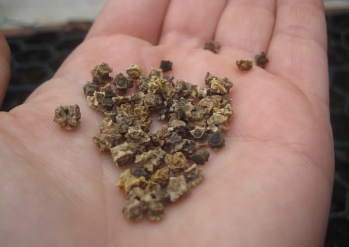 Семена кормовой свеклы получают на второй год роста корнеплода