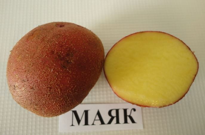 Сорт картофеля «Маяк» характеризуется высокой пластичностью в изменяющихся климатических условиях