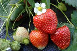 Максимальный урожай ремонтантной клубники можно собрать в первые два года