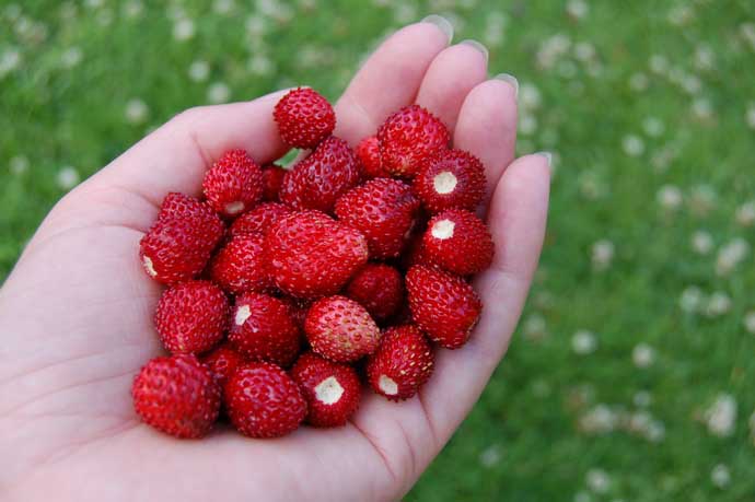 Земляника «Рюген» заслуженно пользуется популярностью у садоводов и дачников