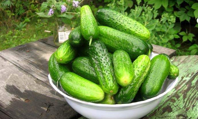 Поздние сорта огурцов порадуют урожаем уже в сентябре