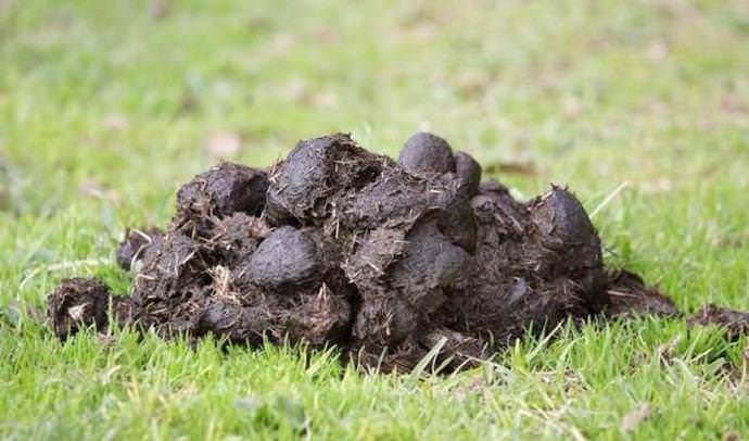 Cвежий конский навоз чаще всего вносится под осеннюю перекопку