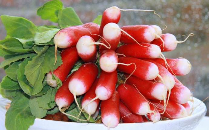 Собранный урожай сорта Французский завтрак отлично сохраняет свой товарный вид длительное время