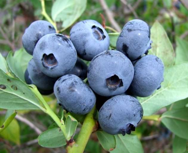 Урожай cорта Спартан можно начинать собирать относительно рано — в июле