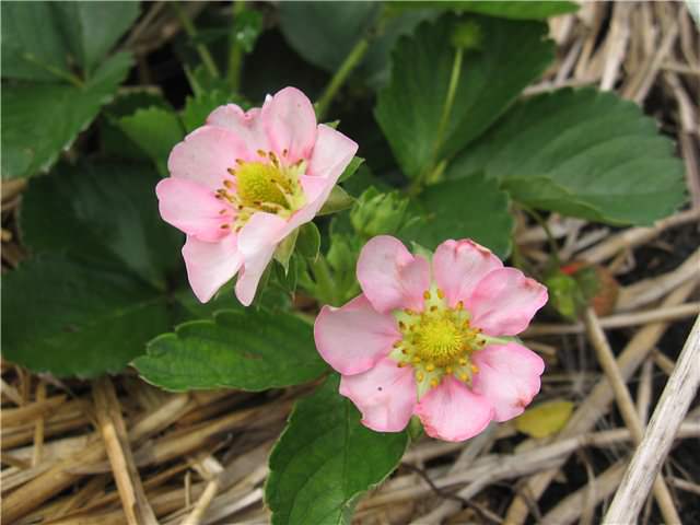 Клубника с розовыми цветками выглядит очень привлекательно