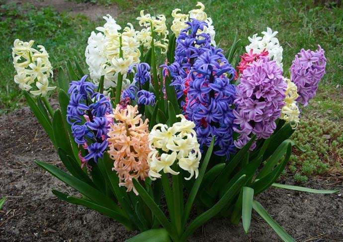 Важной особенностью при выращивании гиацинтов является чередование у них периодов вегетации и покоя