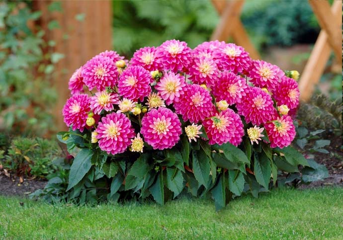 В вегетативный период карликовые растения почти не требуют ухода