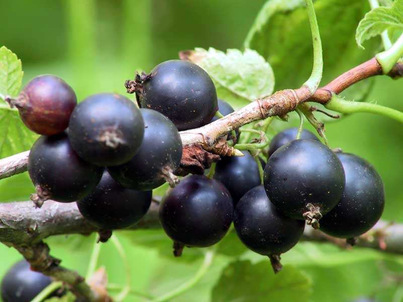 Ягода нуждается в обработке от мучнистой росы на разных стадиях своего развития