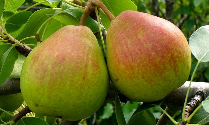 Груша «Вековая» является отличным по вкусовым качествам десертным осенним сортом и употребляется в свежем виде