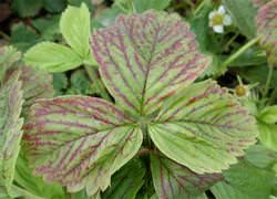 При выращивании клубники часто наблюдаются проблемы, первым сигналом которых чаще всего является изменение цвета листьев