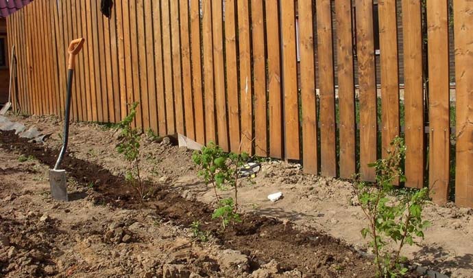 Малина «Генералиссимус» нуждается в плодородных легких грунтах, без высокого залегания грунтовой воды
