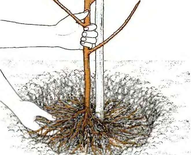 Нектарин высаживается согласно стандартной схеме