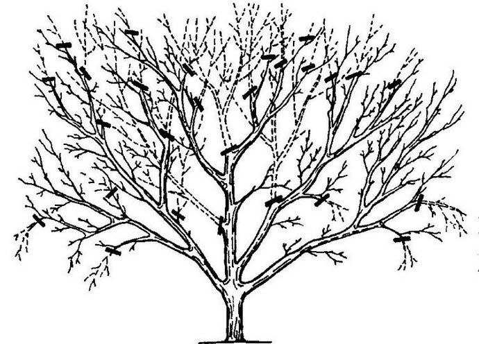 Регулирующая обрезка, способствующая поддерживанию хороших показателей освещенности кроны и предотвращению перегрузки молодыми побегами