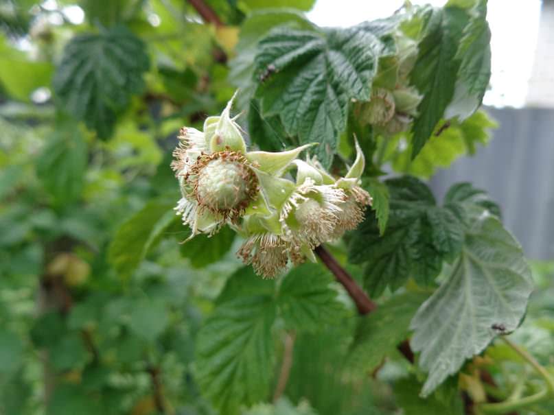 Плодоношение сорта Геракл длится вплоть до заморозков
