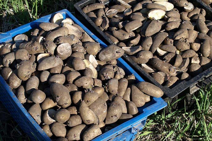 Чтобы уничтожить вредителей, нужно обрабатывать большое количество семенного материала