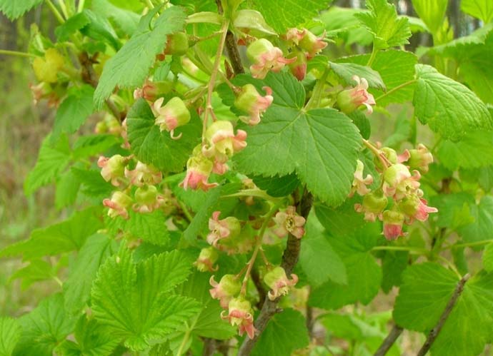 Гулливер считается сортом средней скорости поспевания