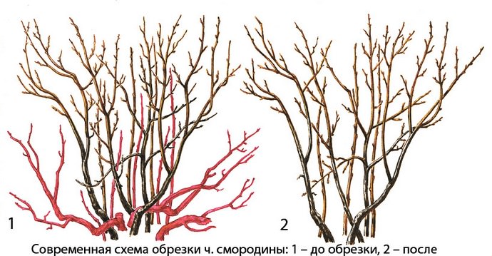 Обрезка, осуществляемая с целью формирования куста, позволяет получить более доступную для солнечного освещения крону
