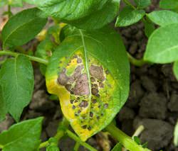 Листья картофеля желтеют по ряду причин