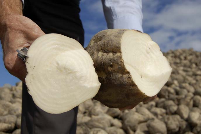 Регулярное включение кормовой свеклы в рацион кормления животных способствует улучшению переваривания и усвояемости пищи