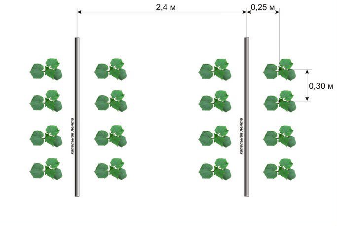 Схемы посадки огурцов могут быть разными