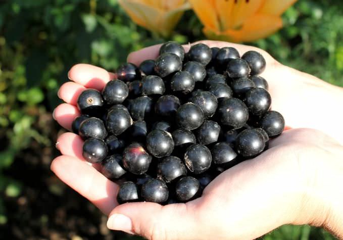 Ягода Валовая относится к ранним сортам