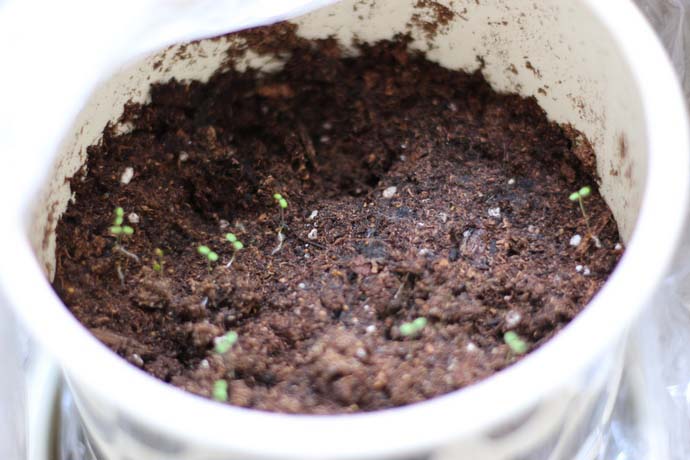 Землянику сорта «Рюген» многие садоводы предпочитают выращивать из семян