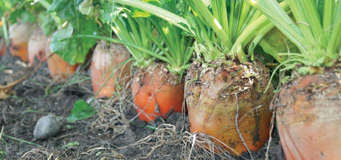 Вегетационный период у корнеплодов продолжительный — 120-150 дней