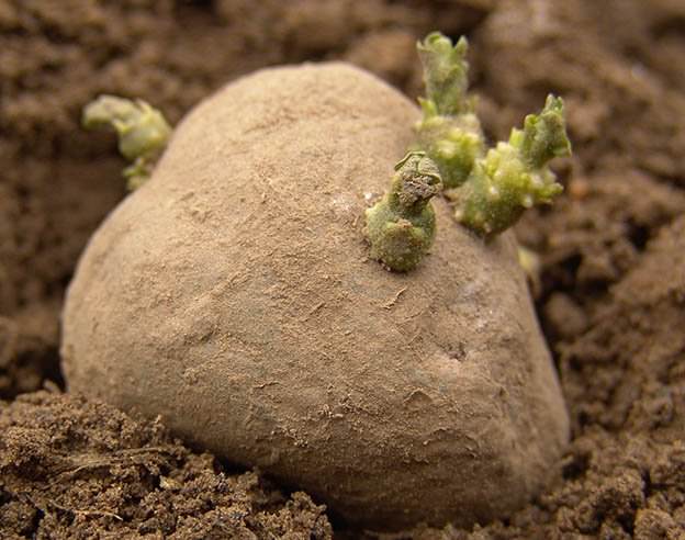 Соблюдение сроков проращивания и посадки – основополагающий момент в выращивании картофеля на приусадебном участке