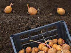 Картофель выращивают все без исключения дачники