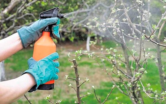 В весенний период рекомендуется вносить азотосодержащие удобрения