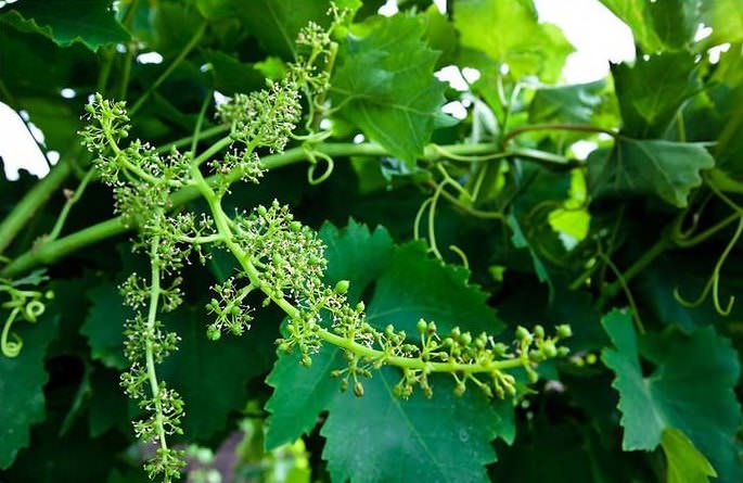 В июне перед цветением необходимо сделать подкормку элементами, которые усиливают цветение и бутонизацию