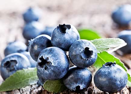 Выращиванием голубики занимаются многие садоводы