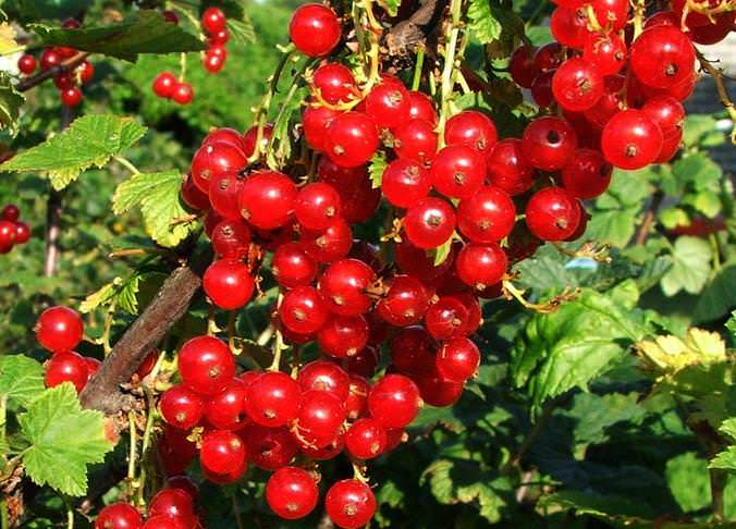 Смородина «Йонкер Ван Тетс» редко болеет антракнозом и поражается клещом