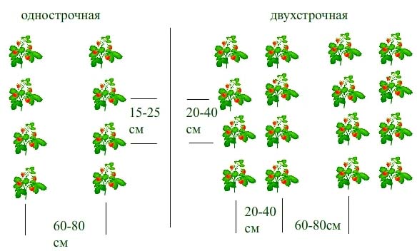 Правильная схема посадки земляники «Боровицкая» позволяет вырастить качественный и большой урожай