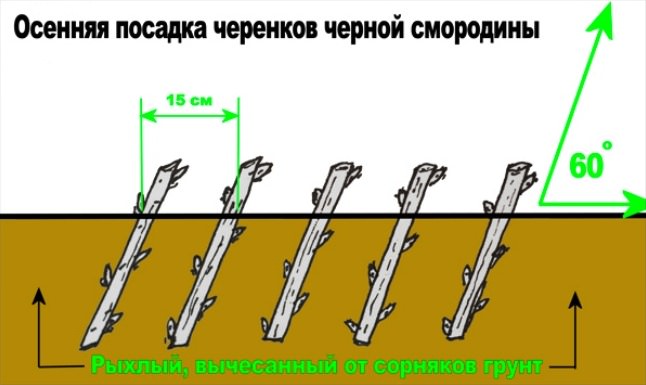 Более высокая урожайность и формирование более крупных ягод наблюдается, если высаживается рядом несколько разных сортов, что стимулирует взаимное переопыление