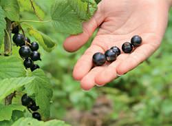 Черная Багира — смородина удивительного сорта
