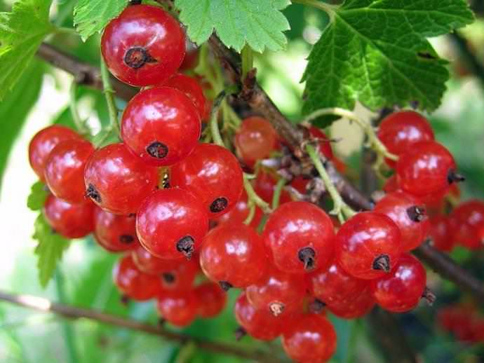 Смородина красная ранняя сладкая устойчива к температурным перепадам, заболеваниям и вредоносным жукам