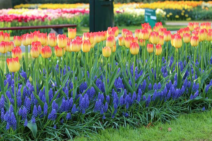 Обильное и одновременное цветение мускари позволяет его использовать для цветовых композиций