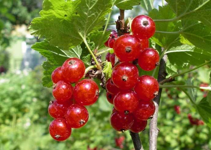 Дарница — среднеранний сорт с высокой урожайностью