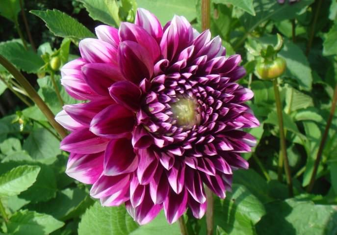 В Европе наиболее распространена «Георгина переменчивая»