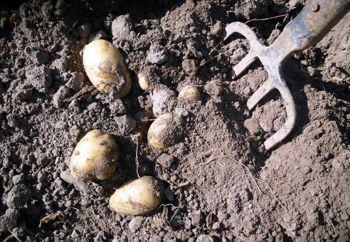 Все знают, что копать картошку лопатой намного тяжелее и дольше, чем собирать