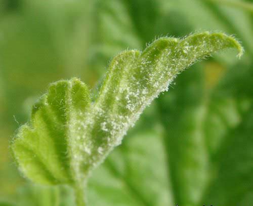 Мучнистая роса на смородине проявляется в виде серебристого налета, который искрится на солнце влажными каплями